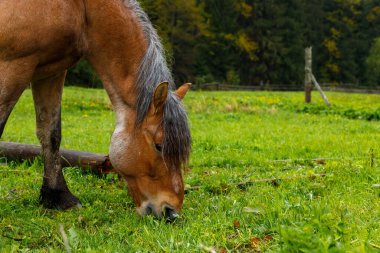 Güzel kahverengi bir at, yemyeşil otlarla ve kır çiçekleriyle dolu canlı yeşil bir tarlada huzur içinde otluyor. Huzurlu bir orman arka planıyla, sakin atmosferi güçlendiriyor..