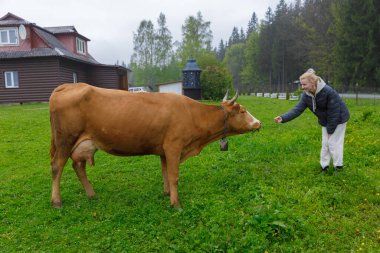 Bu huzurlu kırsal bölgede, bir kadın yeşil otlaktaki kahverengi bir ineğe elini uzatırken, tuhaf bir kulübe ve ağaçlar resim gibi bir zemin oluşturuyor..