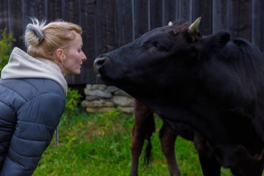 Bu resim, yeşil ve ahşap yapılarla dolu sakin kırsal bir ortamda insanlar ve hayvanlar arasındaki bağı gösteren siyah bir ineğe yakın eğilen bir kadını gösteriyor..
