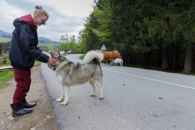 Bir kadın Alaska Malamute köpeğini severken bir inek ve keçi arka planda ağaçlarla kaplı sessiz, manzaralı bir kırsal yolda otlarken görülüyor..