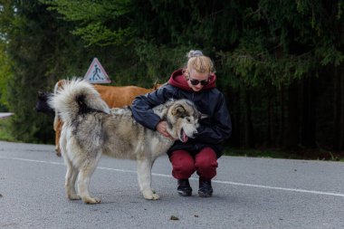 Sıradan giyinmiş bir kadın, geniş bir Alaska Malamute 'unu sevmek için kırsal bir yolda diz çökerken birkaç sığır yemyeşil arka planda huzur içinde otluyor..