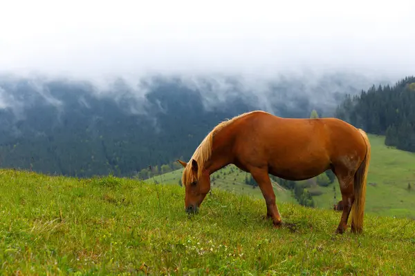 Bu çarpıcı fotoğraf, canlı yeşil bir tarlada huzur içinde otlayan güzel kahverengi bir atı yakalıyor. Arkasında bulutlu bir gökyüzünün altında beliren puslu dağlarla birlikte..