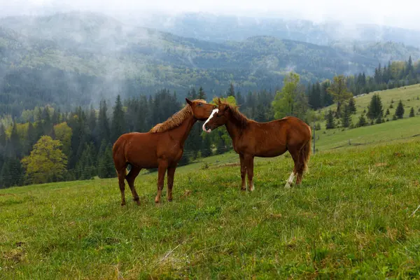 İki atın canlı yeşil bir çayırda çarpıcı bir dağ zeminiyle sevgiyle etkileşime girdiği güzel bir sahne manzaranın barışçıl kırsal cazibesini artırıyor..