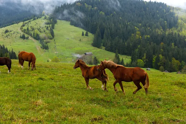 Bu görüntü, bulutlu bir gökyüzünün altındaki görkemli ağaçlar ve yuvarlanan tepeler tarafından çerçevelenmiş canlı yeşil bir çayırda neşeyle koşan atları yakalar ve vahşi doğanın güzelliğini gözler önüne serer..