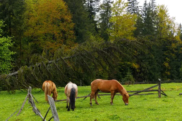 Görüntü, yeşil bir çayırda huzur içinde otlayan üç atı, arka planda devrilmiş bir ağaç ve bereketli bir ormanı gösteriyor, sonbaharda doğanın güzelliğini gösteriyor..