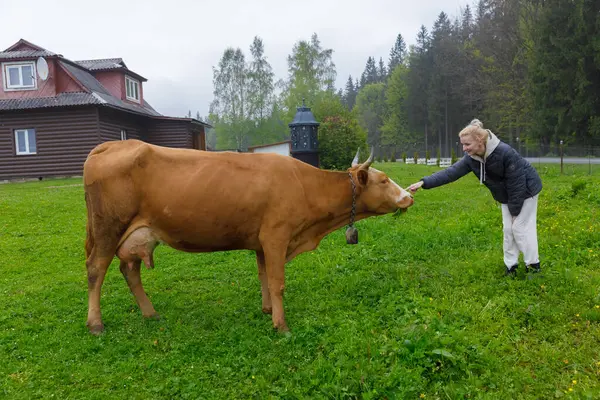 Görüntü, canlı yeşil bir tarlada kahverengi bir ineğe sevgiyle uzanan genç bir kadını yakalıyor. Büyüleyici bir ahşap kulübesi ve ağaçlık bir arazisi var..