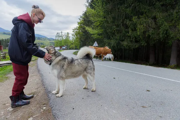 Bir kadın Alaska Malamute köpeğini severken bir inek ve keçi arka planda ağaçlarla kaplı sessiz, manzaralı bir kırsal yolda otlarken görülüyor..