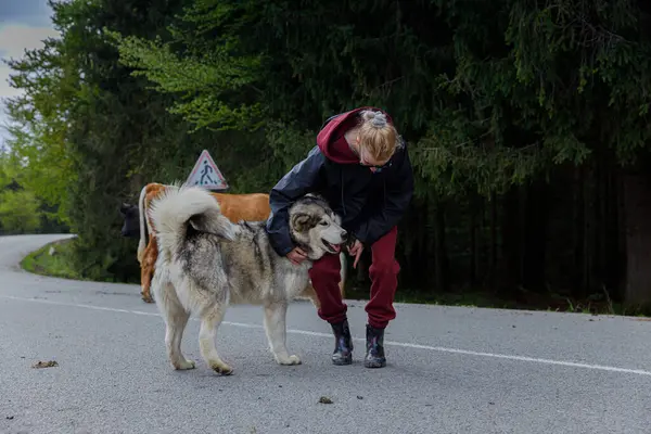 Bu büyüleyici görüntüde, genç bir kadın Alaska 'lı Malamute' uyla manzaralı bir kır yolunda sevgi dolu bir şekilde etkileşime geçiyor ve arka planda, yemyeşil ağaçların arasında huzur içinde dolaşan inekler var..