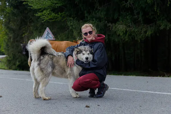 Huzurlu bir manzarada, bir kadın tüylü Alaska Malamute 'nin yanında diz çökerken inekler yakınlarda otluyor. Bu görüntü, evcil hayvanlarla sahipleri arasındaki doğal bağı huzurlu bir ortamda yakalar..