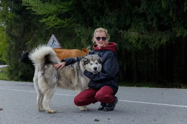 Görüntü, sakin bir anı yakalıyor. Huzurlu kırsal bir yolda dost canlısı Alaska Malamute köpeğinin yanında diz çöken genç bir kadın, yemyeşil ağaçların arasında otlayan inekler..