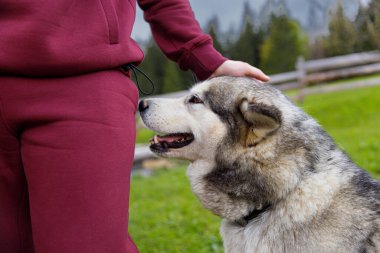 Bu görüntü, konforlu bordo giysili bir insan ile mutlu köpeği arasındaki sevgi dolu bir etkileşimi yakalar. Açık havada evcil hayvanlar ve sahipleri arasındaki bağı gözler önüne serer..