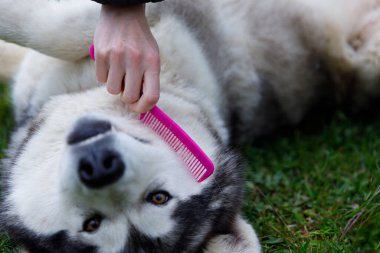Bu resim, bir bireyin tüylü bir köpeği pembe bir tarakla fırçaladığı neşeli bir anı gösteriyor. Evcil hayvan çimenlerde dinlenirken tımar seansının tadını çıkarıyor..