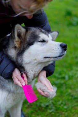 Bir insan Alaska 'lı bir Malamute' u pembe bir tarakla tımar eder. Yeşilliğin ve köpeğin rahat tavırlarının arasında sakin bir anın tadını çıkarırken gevşek bir kürk toplar..