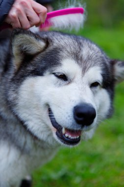 Bu resim neşeli bir Alaska Malamute 'u pembe bir fırçayla tımar seansı alırken, canlı yeşil bir ortamda evcil hayvan ve sahibi arasındaki bağı vurguluyor..