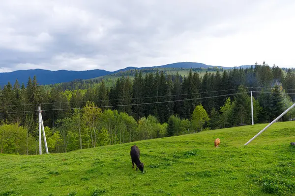 Bu pitoresk manzara, parçalı bulutlu gökyüzünün altında yükselen ağaçlar ve dağlarla çerçevelenmiş yeşil bir çayırda otlayan inekleri sunar. Huzurlu kırsal yaşamı ve doğanın ihtişamını somutlaştırır..