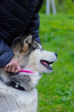 Bu resim, çiçeklerle dolu yemyeşil bir ortamda barışçıl bir etkileşim sergileyen pembe bir tarakla neşeli bir köpeği nazikçe tımar eden bir bireyi tasvir ediyor..