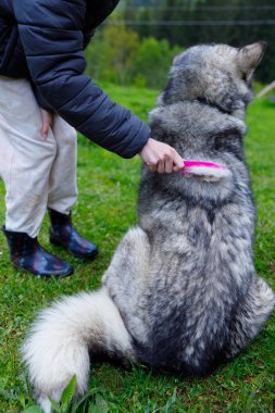 Bir insan, güzel, büyük bir köpeğin kalın kürkünü pembe bir tımar aletiyle nazikçe fırçalar. Çimen ve ağaçlarla dolu sakin bir açık havada evcil hayvan bakımına olan sevgisini gösterir..
