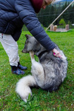 Bu açık hava sahnesinde, koyu renk ceketli bir insan büyük bir köpeğin kürkünü fırçalıyor, ilgi ve şefkat gösteriyor. Yeşiller yemyeşil çimenler ve ağaçlar etkileşimleri için huzurlu bir zemin oluşturur..