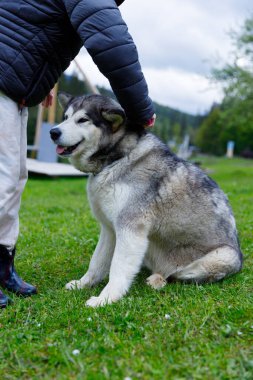 Bu resim, siyah ceketli biri tarafından okşanıyorken yemyeşil çimenlerde oturan gülümseyen bir Alaska Malamute 'unu gösteriyor..