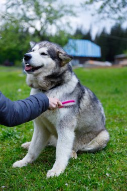 Huzurlu bir açık havada, bir kadın sevgi dolu bir Alaska Malamute kürkünü fırçalar ve doğanın güzelliği arasında evcil hayvan ve sahip arasında bir bağ olduğunu gösterir..