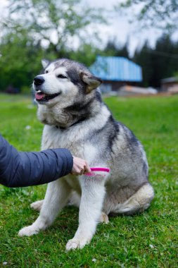 Güzel bir Sibirya Husky 'si yemyeşil bir tarlada bir kişi tarafından yetiştiriliyor. Köpek rahat ve mutlu görünüyor. Kalın kürk mantosunu resim gibi, sakin bir arka planda sergiliyor..