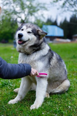 Alaska 'lı bir Malamute yemyeşil bir ortamda bakım seansının keyfini çıkararak doğanın kucağında huzurlu bir evcil hayvan bakımı ve arkadaşlık ortamı yaratıyor..