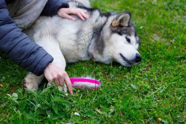Bir insan çimenli bir alanda gevşek bir Sibirya kabuğunu nazikçe fırçalar, evcil hayvanla sahibinin bakım ve sevgisini gösterir..