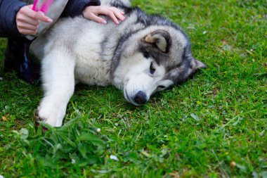 Alaskalı bir Malamute 'nin yemyeşil çimlerin üzerinde yatarken bir insanın nazikçe okşadığı sakin bir sahne. Atmosfer rahat ve sevgi dolu. Bu da köpekle sahibinin arasındaki bağı gösteriyor..