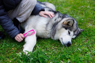 Sakin bir açık hava ortamında, nazik bir köpek yumuşak çimenlerde yatarken bir insan sevgiyle onu pembe bir tarakla tımar ediyor, bağlarını ve hayvan bakımı ve şefkatinin önemini vurguluyor..