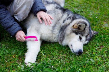 Sakin bir açık hava ortamında, bir kişi parlak pembe bir tımar aletiyle yumuşak bir Alaska Malamute 'sini nazikçe fırçalar. Köpek otların üzerinde rahatlar, güzel ceketini ve sakin tavrını sergiler..