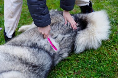 Bu resimde, bir insan pembe bir fırça kullanarak büyük bir köpeği dikkatlice tımar ediyor, köpeğin kalın kürkünün yemyeşil çimlerin üzerinde temiz ve bakımlı kalmasını sağlıyor..