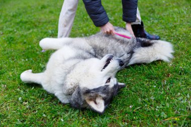 Bir insan, canlı yeşil çimenlerde sırtüstü uzanmış büyük, tüylü bir köpeği nazikçe fırçalar, şefkatli bir etkileşim sergiler ve hayvan sağlığı ve mutluluğu için tımar etmenin önemini vurgular..