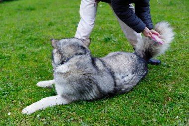 Bu resim huzurlu bir anı yakalar. Dinlenmiş bir köpeğin kürkünü sevgiyle fırçalar. Barışçıl bir açık hava ortamında aralarındaki dostluğu ve özel bağı vurgular..