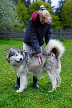 Bir kadın canlı yeşil bir açık havada dost canlısı bir Alaska Malamute 'sini nazikçe fırçalıyor. Neşeli etkileşim, evcil hayvan ve sahibinin doğal ortamında bağ kurmasını sağlar..