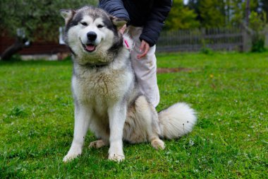Sevimli Alaska Malamute 'u yemyeşil çimlerin üzerinde mutlu bir şekilde otururken bir insan onu nazikçe okşuyor. Sahne, köpekle sahibi arasında huzurlu ve doğal bir ortamda neşeli bir anı yakalar..