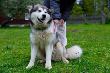 Bu hoş görüntüde, Alaska 'lı neşeli bir Malamute köpeği yemyeşil çimlerin üzerinde mutlu bir şekilde otururken, sahibi onu yürüyüşe çıkarmaya hazırlanıyor, bağlarını ve dostluklarını gösteriyor..