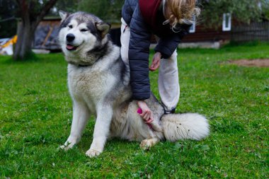 Bu canlı açık hava sahnesinde, bir birey dikkatlice büyük, tüylü bir Alaska Malamute 'sini tımar ediyor, insanlar ve hayvanları arasındaki bağı serin bir ortamda gösteriyor..