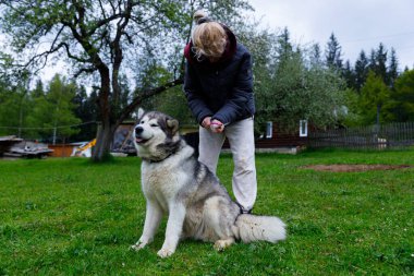 Bu büyüleyici açık hava sahnesinde, bir insan neşeli bir Alaska Malamute köpeğiyle bağ kuruyor, yeşillik ve mütevazı çiftlik evleri arasında neşeli ilişkilerini sergiliyor..