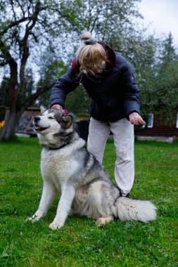 Huzurlu bir bahçede, bir tımarcı Alaska Malamute 'unu sevgiyle fırçalar ve bağlarını gösterir. Açık hava gür ve canlı, mükemmel bir tımar atmosferi yaratıyor..