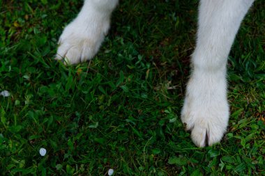 Bu görüntü canlı yeşil çimenler üzerinde bir köpeğin pençelerinin yakın çekimini yakalar. Kürk yumuşak ve ortam huzurlu, doğada huzuru gösteren anlar ve evcil hayvanlarla olan bağ..