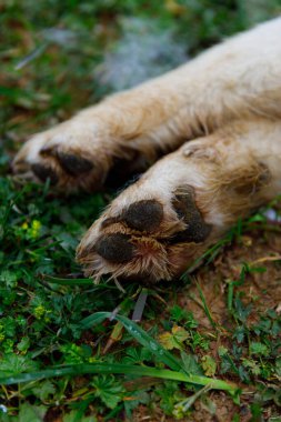 Köpeğin patilerinin detaylı bir yakın çekimi, yumuşak kürk ve pati pedlerini gösteriyor, yemyeşil çimenlerin üzerinde dinleniyor, su damlacıklarıyla süslenmiş, doğayla bir bağ ve sakinlik hissi uyandırıyor..