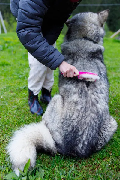 Bu sakin açık hava sahnesinde, bir insan pembe bir tımar fırçasıyla büyük, tüylü bir köpeğin kürkünü fırçalarken görülüyor. Yeşiller yemyeşil çimenler ve huzurlu atmosfer bakım anını güçlendirir..