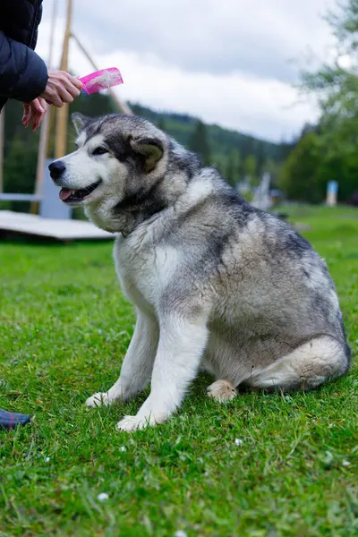 Bu resimde, büyüleyici bir Alaska Malamute 'u yemyeşil çimlerin üzerinde oturturken, elinde pembe bir tarak, sakin doğal tepe ve bulutların arka planına sahip bir kişi tarafından bakılıyor..