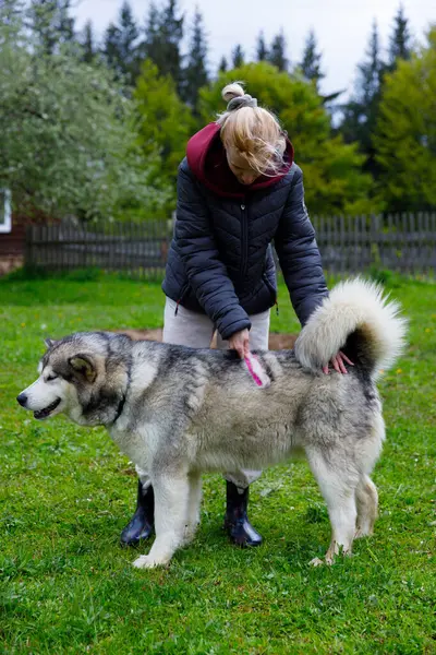 Barışçıl bir açık hava ortamında, bir kadın tüylü Alaska Malamute köpeğini nazikçe fırçalar, canlı yeşillik ve huzurlu bir atmosfer arasında aralarındaki bağı vurgular..