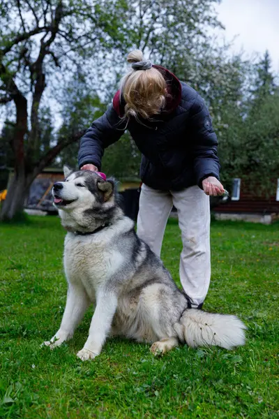 Huzurlu bir bahçede, bir tımarcı Alaska Malamute 'unu sevgiyle fırçalar ve bağlarını gösterir. Açık hava gür ve canlı, mükemmel bir tımar atmosferi yaratıyor..