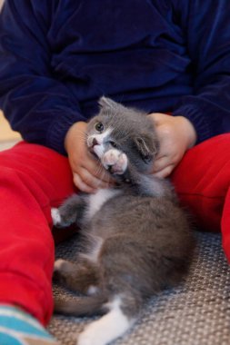 Şirin gri bir kedi yavrusu, lacivert bluzlu ve kırmızı pantolonlu bir çocuk tarafından nazikçe kucaklanıyor. Evinde sevgi ve şakacı soytarılıklarla dolu iç açıcı bir sahne yaratıyor..