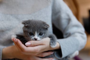 Gri bir kedi yavrusunu yakaladığı hassas bir an bir insanın ellerinde rahatça, arkadaşlığın güzelliğini ve evcil hayvan sahipliğinin neşesini gösteriyor..