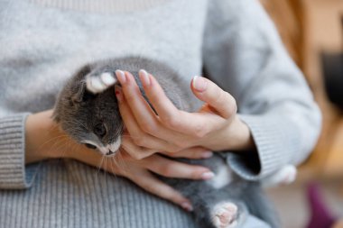 Yumuşak, rahat bir süveter giyen bir insanın kollarında yumuşacık gri bir kedi yavrusu, evcil hayvan ve sahibi arasında paylaşılan sevgiyi ve sıcaklığı gösteriyor..
