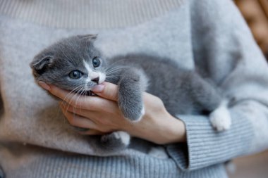 Göz alıcı mavi gözlü hoş gri bir kedi yavrusu nazikçe bir insanın elinde tutulur. Zarif özelliklerini ve şakacı tavrını sergiler. Kedi severler ve hayvan severler için mükemmeldir..
