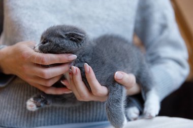 Büyüleyici gri bir kedi yavrusu sevgi dolu bir şekilde bir insanın ellerinde tutuluyor, sevimli yüzünü ve tüylü vücudunu sıcak bir iç mekanda vurguluyor, samimi bir arkadaşlık ve şefkat sahnesi yaratıyor..